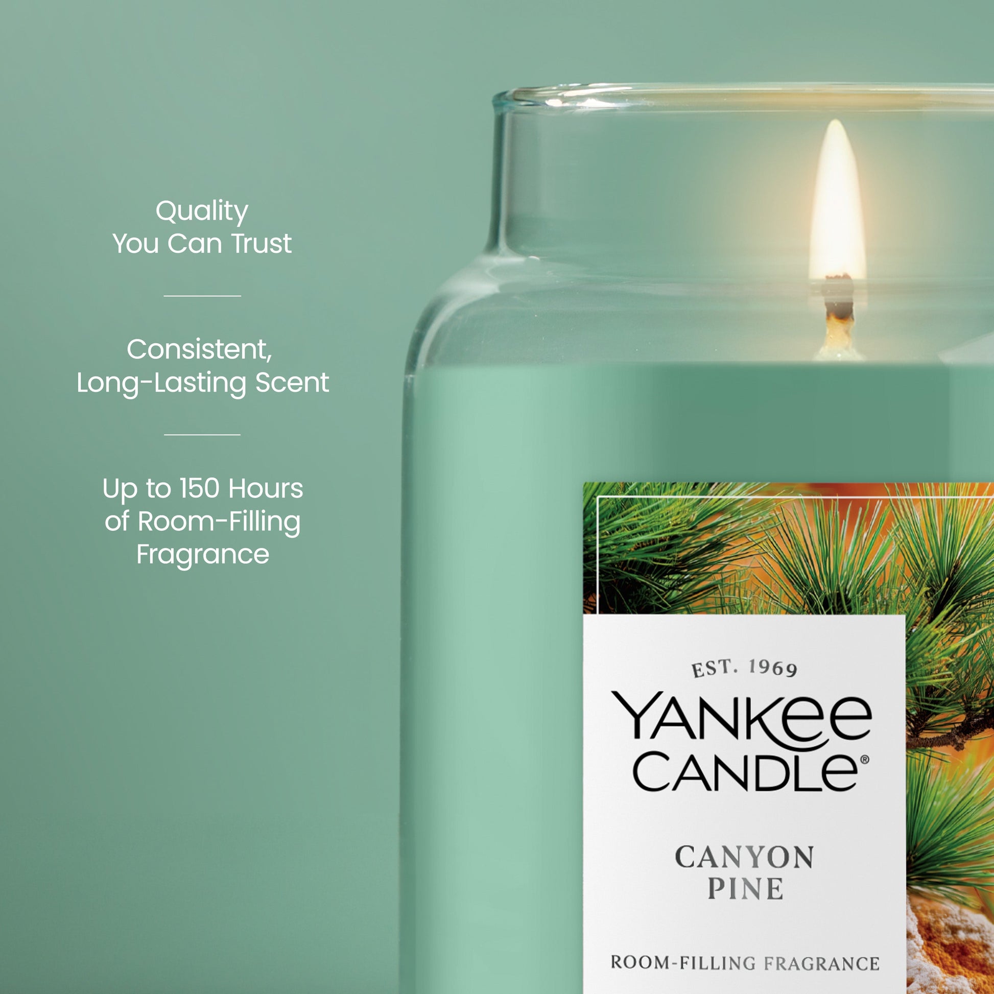 Canyon Pine